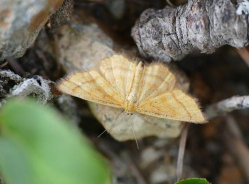 Réf. 220 821 : Idaea flaveolaria